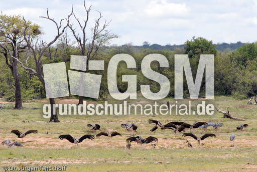 Marabu (32 von 33).jpg